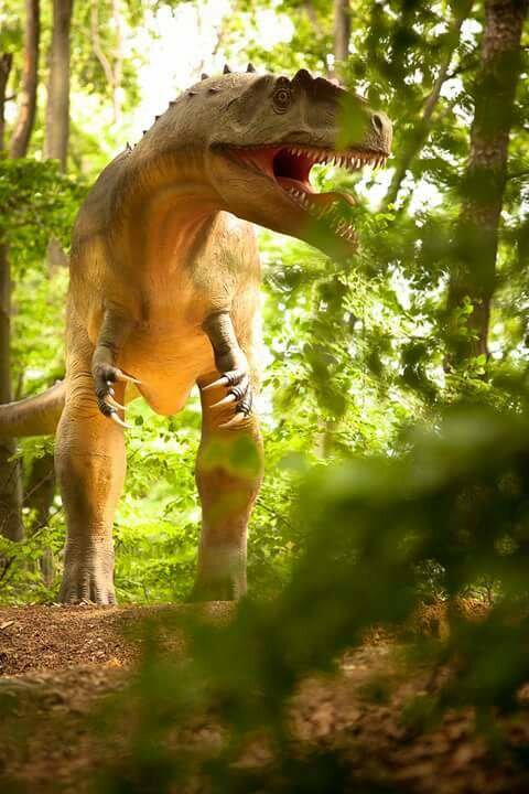 11651279_1008975029120929_1364631502_n