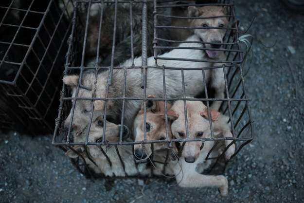 In many cases grown-up dogs are trapped in cat cages or even chicken cages. Every cage is filled with 5 to 8 dogs with virtually no space, the dogs get injured from biting one another.