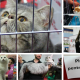 SofistiCAT cover