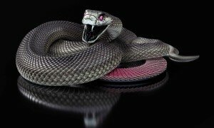 black-mamba-snake-wallpaper-hd-2