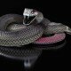 black-mamba-snake-wallpaper-hd-2