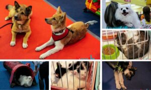 Petexpo 2016