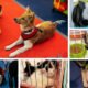 Petexpo 2016