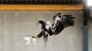 vulturi drone olanda