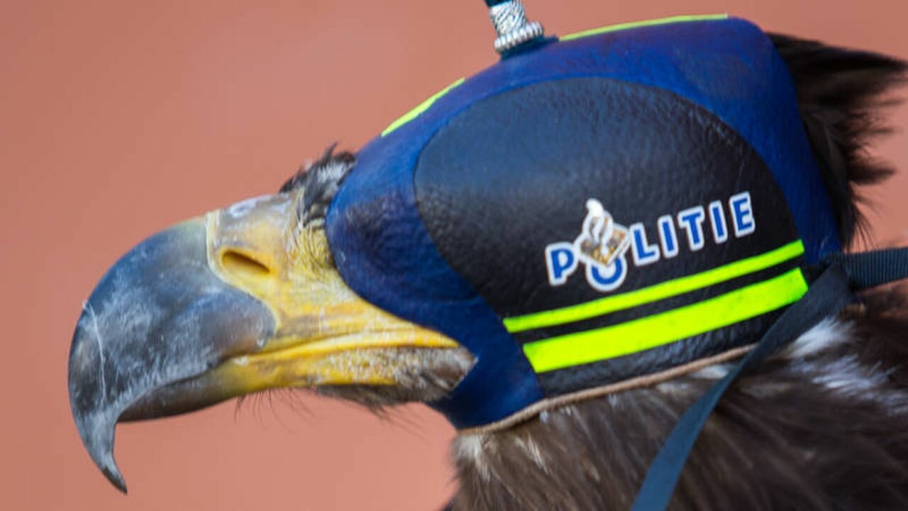 vulturi drone olanda